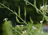 Garden Radish - Raphanus sativus L.