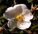Burnet Rose - Rosa spinosissima L.