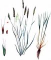 Annual Vernal-Grass - Anthoxanthum aristatum Boiss.