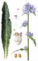 Throatwort - Campanula cervicaria L.