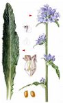 Borstige Glockenblume - Campanula cervicaria L. 