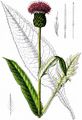Verschiedenblättrige Kratzdistel - Cirsium heterophyllum (L.) Hill