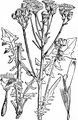 Beaked Hawk's-Beard - Crepis vesicaria L.