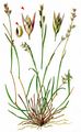 Heath-Grass - Danthonia decumbens (L.) DC.