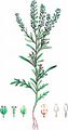 Narrow-Leaved Pepperwort - Lepidium ruderale L.
