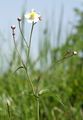 Platanenblättriger Hahnenfuß - Ranunculus platanifolius L.