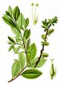 Tea-Leaved Willow - Salix bicolor Willd.