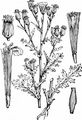 Wald-Greiskraut - Senecio sylvaticus L.
