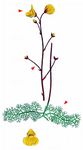 Verkannter Wasserschlauch - Utricularia australis R. Br. 