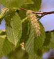 Carpinus betulus (Hainbuche) - männlicher Blütenstand