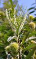 Castanea sativa (Eßkastanie) - Blüten