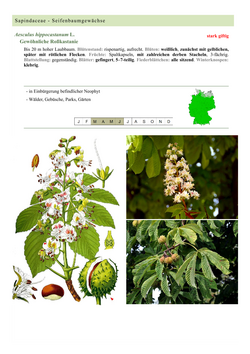 Gewöhnliche Roßkastanie - Aesculus hippocastanum