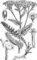 Yarrow - Achillea millefolium L.
