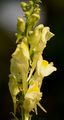 Common Toadflax - Linaria vulgaris Mill.