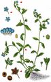 Wood Navelwort - Omphalodes scorpioides (Haenke) Schrank