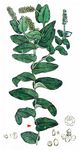 Durchwachsenes Laichkraut - Potamogeton perfoliatus L. 