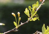 Dwarf Cherry - Prunus fruticosa Pall.