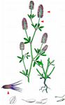 Hasen-Klee - Trifolium arvense L. 