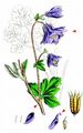 Columbine - Aquilegia vulgaris L.