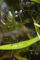 Rigid Hornwort - Ceratophyllum demersum L.