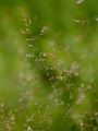 Swamp Meadow-Grass - Poa palustris L.