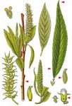 Bruch-Weide - Salix euxina I. V. Belyaeva 