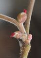 Corylus avellana (Haselnuß) - weiblich Blüten