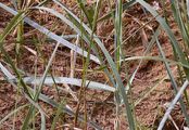 Gewöhnlicher Strandhafer - Ammophila arenaria (L.) Link 