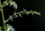 Einjähriger Beifuß - Artemisia annua L.