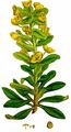 Wood Spurge - Euphorbia amygdaloides L.