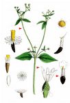 Kleinblütiges Franzosenkraut - Galinsoga parviflora Cav. 