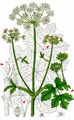 Hogweed - Heracleum sphondylium L.