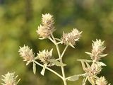 Branched Horehound - Marrubium peregrinum L.