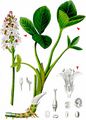 Bogbean - Menyanthes trifoliata L.