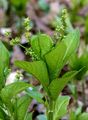 Ausdauerndes Bingelkraut - Mercurialis perennis L.