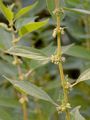 Eastern Pellitory-Of-The-Wall - Parietaria officinalis L.