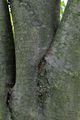 Rowan - Sorbus aucuparia L.