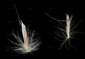 Tufted Hairgrass - Trisetum distichophyllum (Vill.) P. Beauv.
