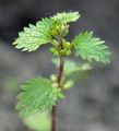 Kleine Brennnessel - Urtica urens L.