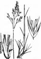 Wavy Hair-Grass - Avenella flexuosa (L.) Drejer 
