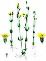 Yellow-Wort - Blackstonia perfoliata (L.) Huds. 