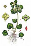 Wechselblättriges Milzkraut - Chrysosplenium alternifolium L. 