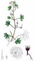 Small-Flowered Crane's-Bill - Geranium pusillum L.