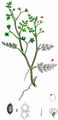 Lesser Marshwort - Helosciadium inundatum (L.) W. D. J. Koch