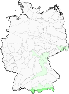 Taraxacum sect. Alpina