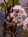 Bogbean - Menyanthes trifoliata L.