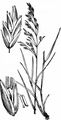 Wood Meadow-Grass - Poa nemoralis L.