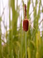 Dwarf Bulrush - Typha minima Hoppe