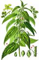 Common Nettle - Urtica dioica L.