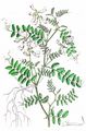 Wood Vetch - Vicia sylvatica L. 